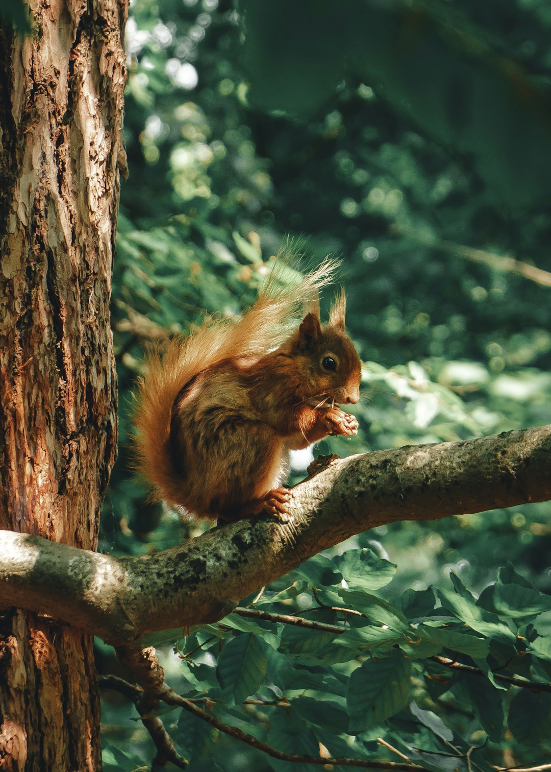 Squirrel sitting on a tree branch in woodland