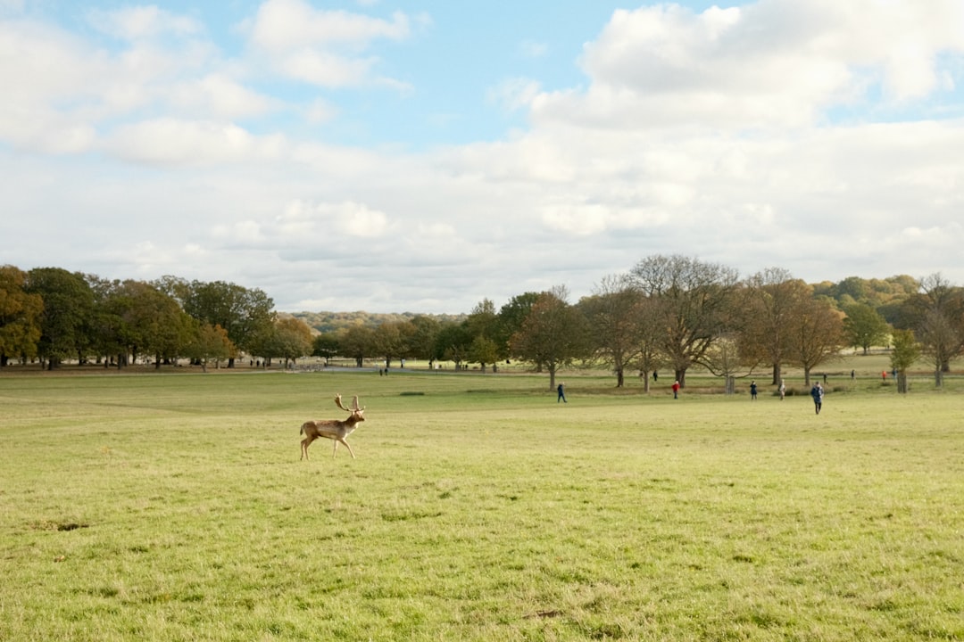 Deer running through a grassy field near a Lake District reservoir
